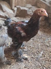 Gallo Brahma
