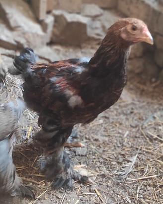 Gallo Brahma