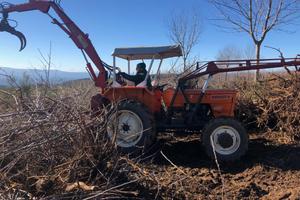 Gru / pinza / ragno forestale