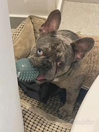 Bulldog Francese per accoppiamento