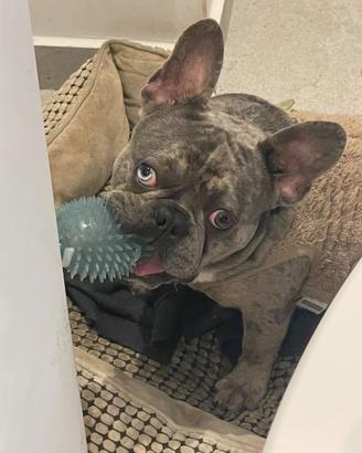 Bulldog Francese per accoppiamento