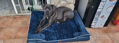 Cucciolata cane corso prevista per fine anno