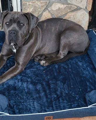 Cucciolata cane corso prevista per fine anno