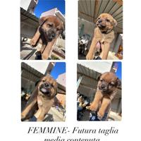 Cucciole femmine futura taglia media