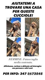 Cucciole femmine futura taglia media