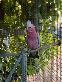 Cacatua rosa femmina