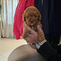 Barboncino mini toy red