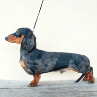 Bassotto maschio per accoppiamento