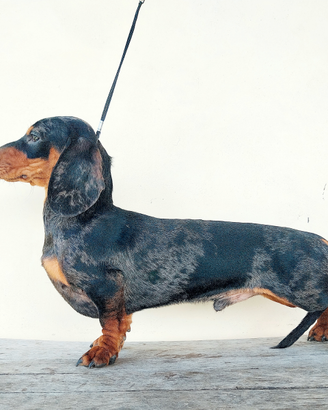 Bassotto maschio per accoppiamento