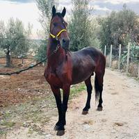 Cavallo intero bravissimo