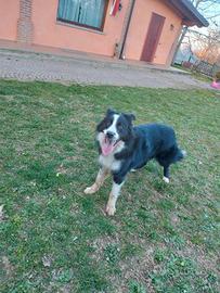 Monta border collie