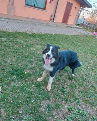 Monta border collie
