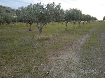 Terreno loc. Tabasi-Poio