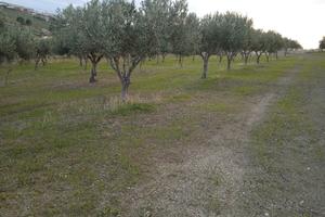 Terreno loc. Tabasi-Poio
