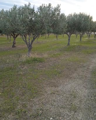 Terreno loc. Tabasi-Poio