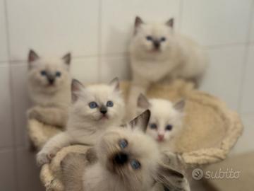 Ragdoll