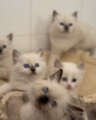 Ragdoll