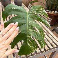 Monstera Albo variegata in vaso