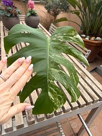 Monstera Albo variegata in vaso