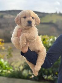 Cuccioli Golden Retriever