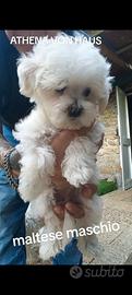 MALTESI maschietti Ripeto mini , no pedigree