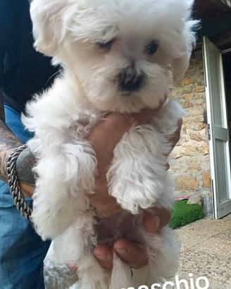 MALTESI maschietti Ripeto mini , no pedigree