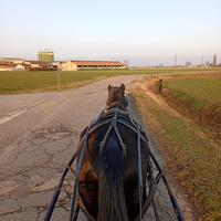 Cavalla italiana da Carrozza