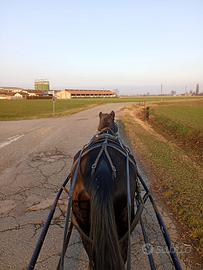 Cavalla italiana da Carrozza