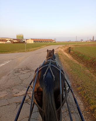 Cavalla italiana da Carrozza