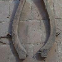 antico giogo  in legno per cavallo