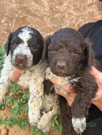 Lagotto romagnolo
