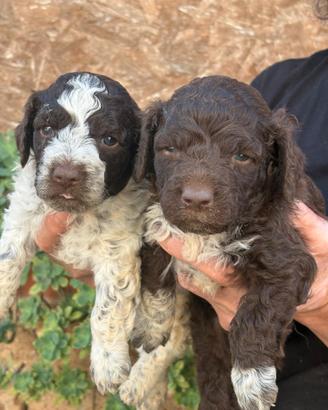 Lagotto romagnolo