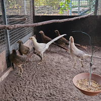 Disponibili fagiani dorati rossi e gialli