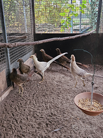 Disponibili fagiani dorati rossi e gialli