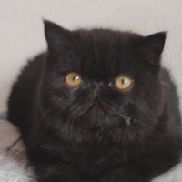 Exotic shorthair