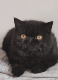 Exotic shorthair