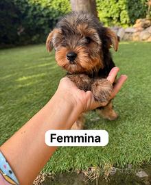 Cuccioli di Yorkshire
