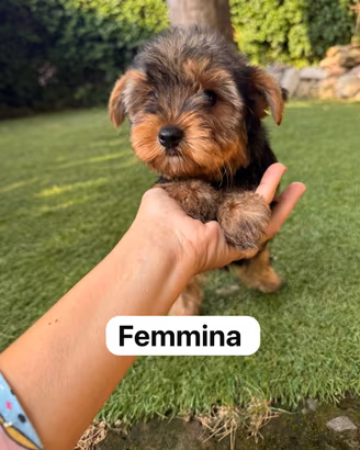 Cuccioli di Yorkshire