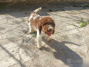 Lagotto romagnolo con pedigree
