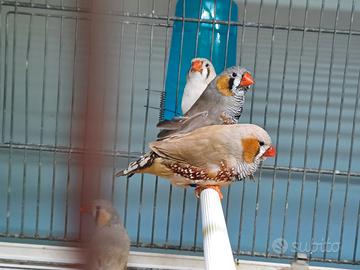 Diamanti mandarini / bengalini