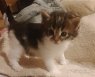 Gattino,tipo discendenza nonni Norvegesi d Foreste