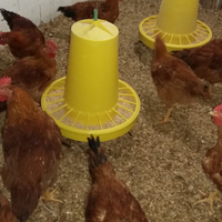 Animali allevati come unavolta