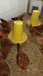 Animali allevati come unavolta