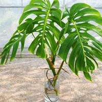 Monstera albo variegata