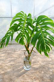 Monstera albo variegata