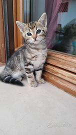 Gattino maschio di 2 mesi