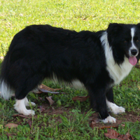 Border collie per accoppiamento