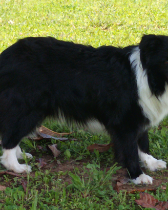 Border collie per accoppiamento