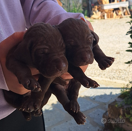 Cuccioli di Bracco Tedesco