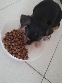 2 cucciolotti molto vivaci + 3 piccoli angeli